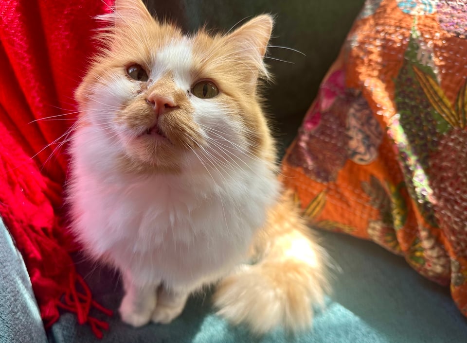 A fluffy orange and white cat staring impudently at the camera after brazenly stealing the seat I only recently vacated.