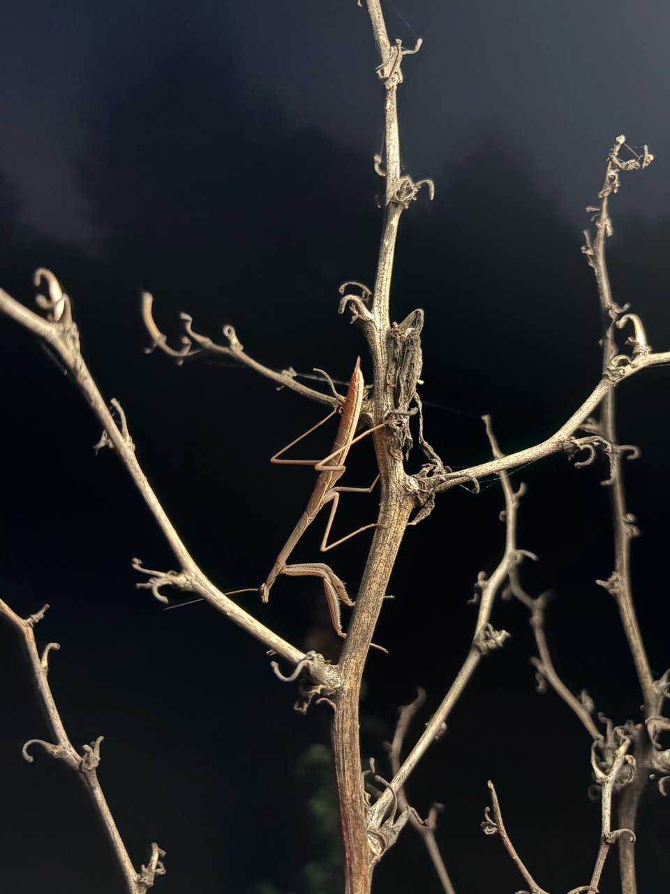 a brown praying mantis on a branch that it resembles, at night