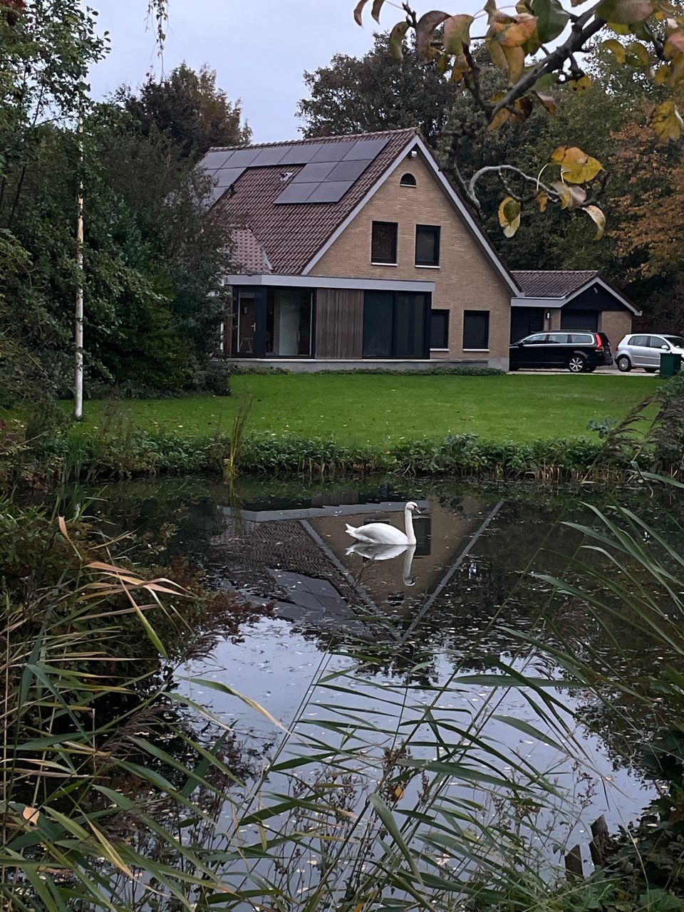 A swam swims in a pond in front of a farm house in the autumn.