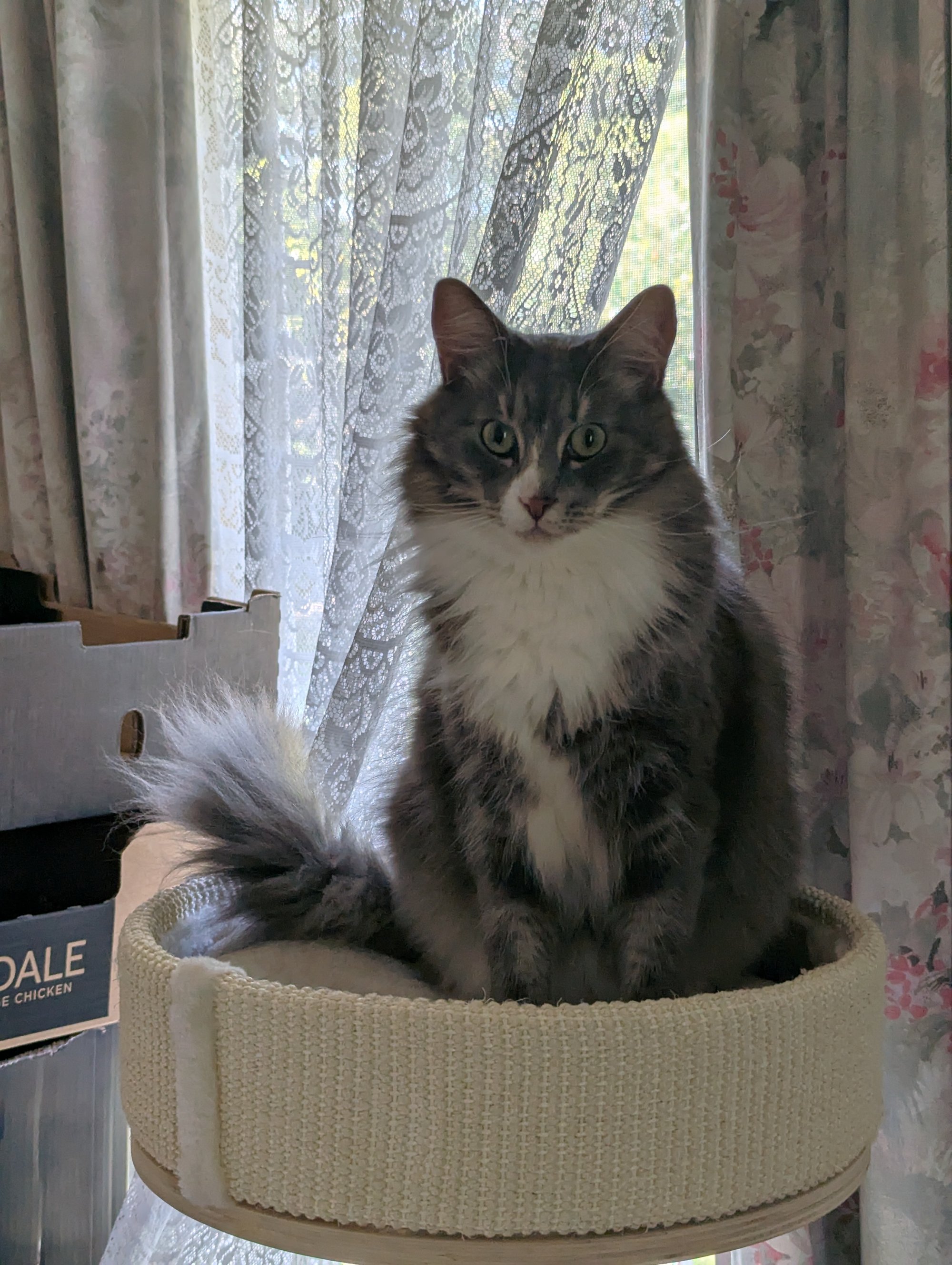 gandalf