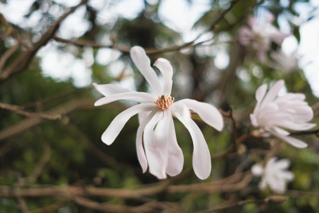 a star magnolia blossom against the background of a tree