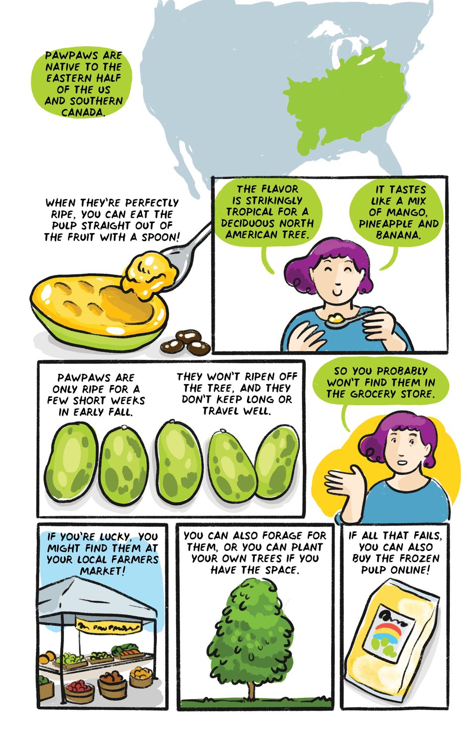 Pawpaws are native to the eastern half of the US and Southern Canada. The flavor is astonishingly tropical - like a mix of mango, pineapple and banana.   When they’re perfectly ripe, you can eat the pulp straight out of the fruit with a spoon!   They’re only ripe for a few short weeks,  They won’t ripen off the tree,  and they don’t keep long or travel well.   So You won’t find them in the grocery store. You might find them at your local farmers market Or you could forage for them, or plant your own If that fails, you can buy the frozen pulp online.