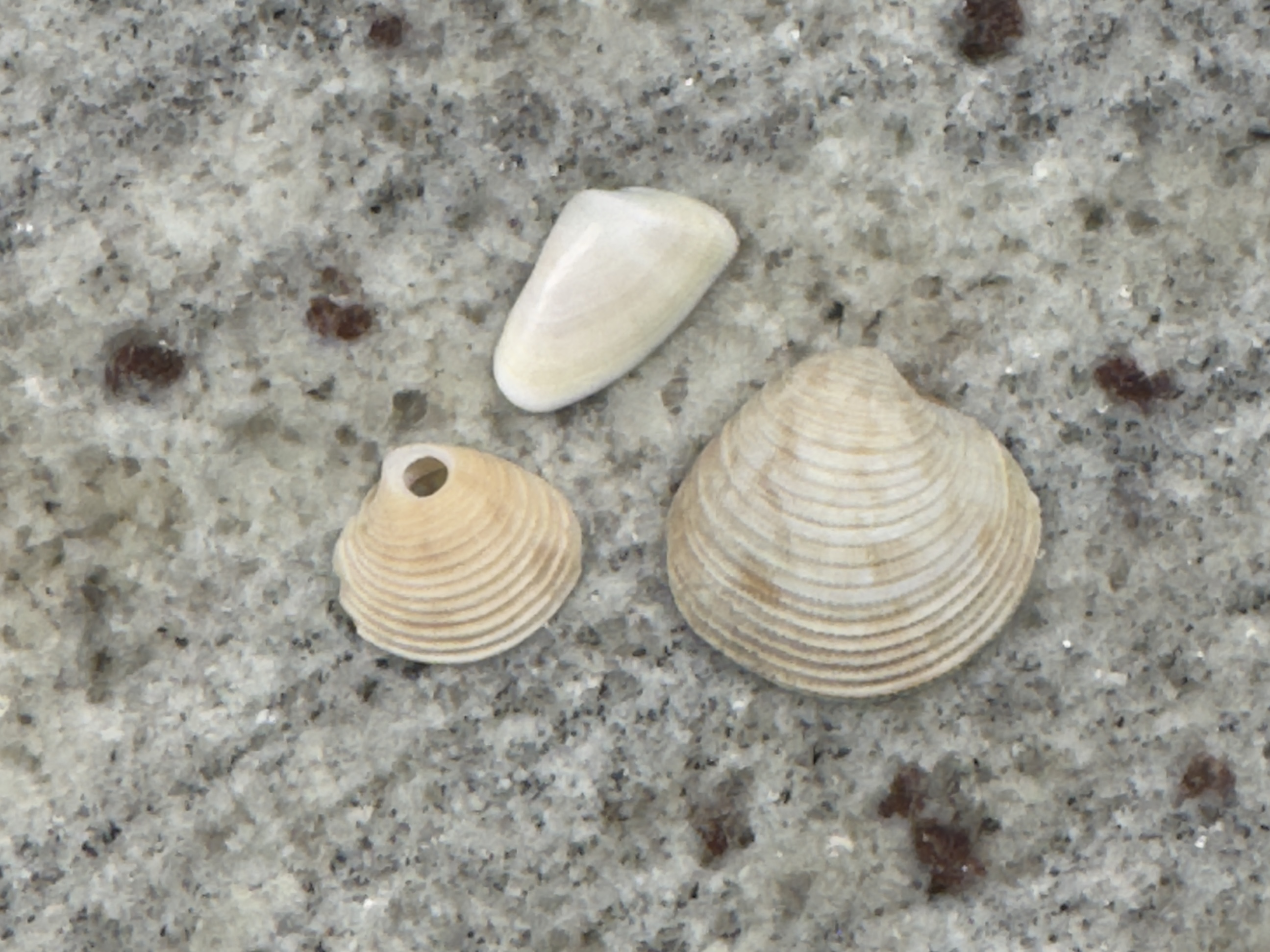 Three seashells on granite countertop