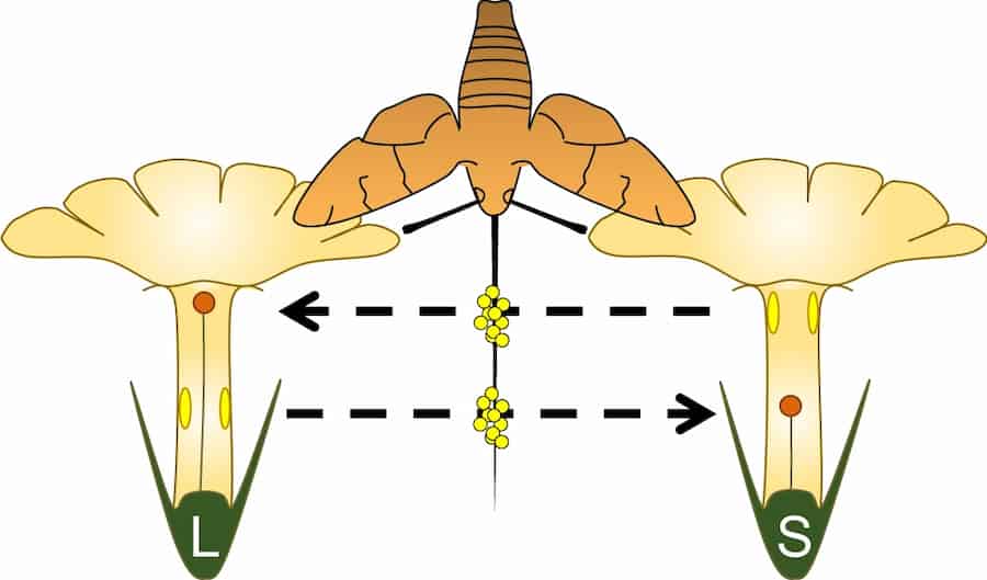 A diagram showing how distyly is where the placement of the plant's sex organs can vary.