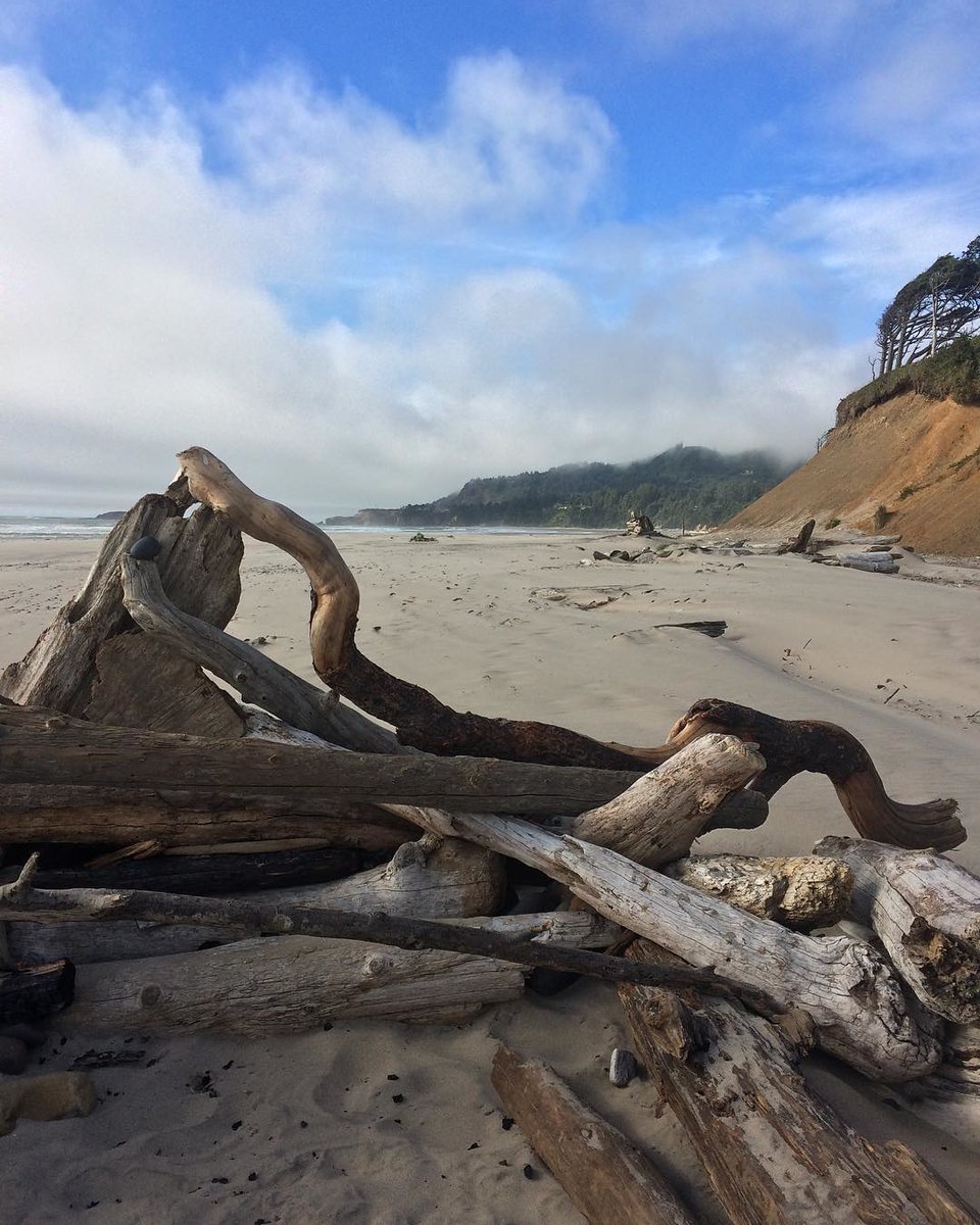 A pile of worn and crooked driftood in the foreground, sand stretching out behind to red dirt bluff topped by clinging bushes and ocean-battered evergreens. In the far distance is a fully wooded hill partly shrouded by cloud that breaks up as it rises to a vivid blue sky.