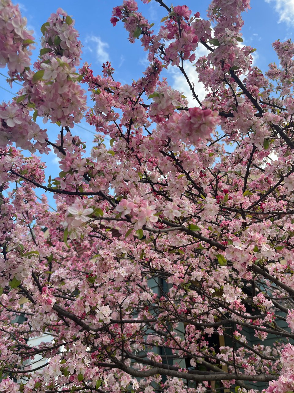 a flurry of pink blossoms on a flowering tree