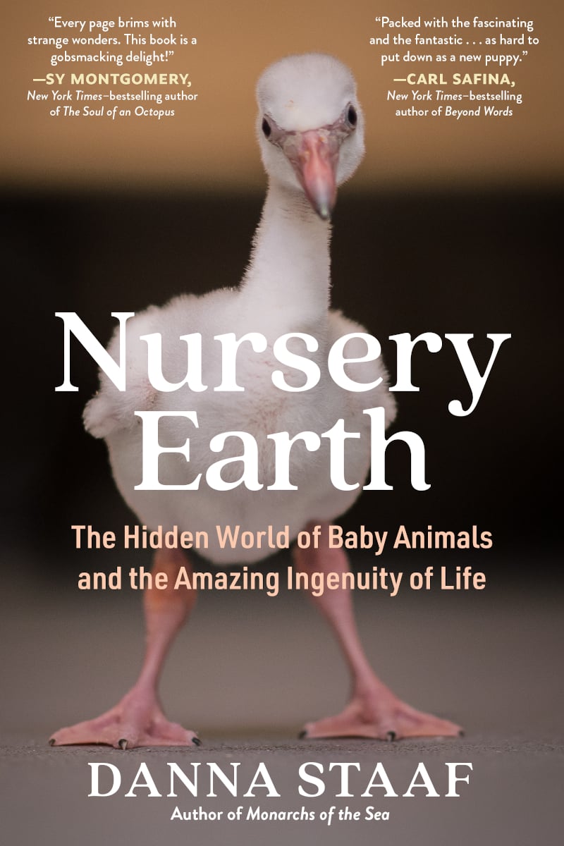 A book cover featuring a large photo of an adorable and slightly weird-looking flamingo chick, staring directly at you. NURSERY EARTH by Danna Staaf, with blurbs by Sy Montgomery and Carl Safina.