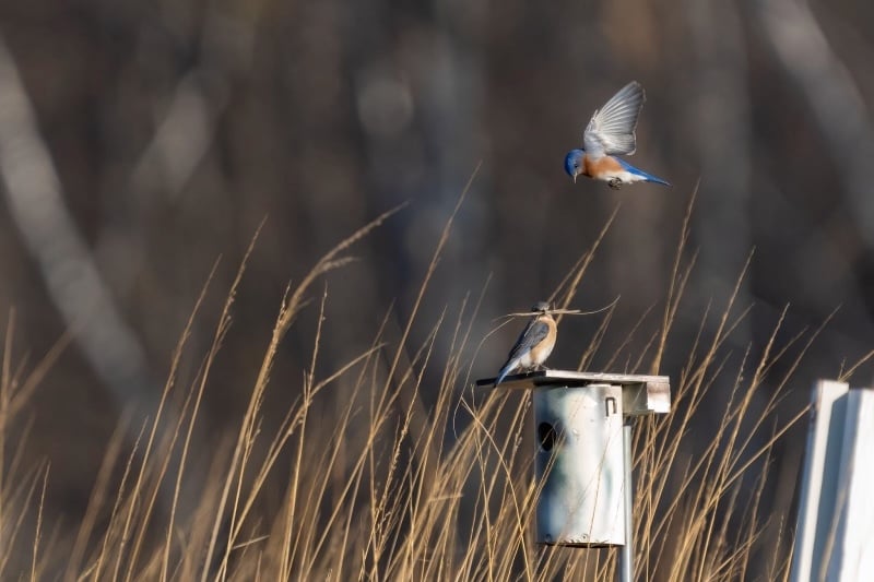 Eastern Bluebirds busied themselves with nest-building. / Photo by Earl Bye