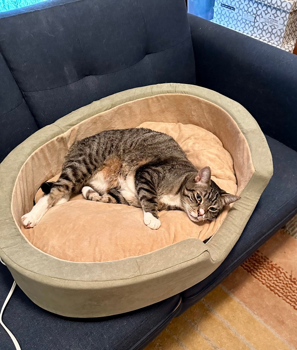 A picture of a sprawled out brown tabby cat whose expression is halfway between "I told you so" and "this again". The cat is in a heated cat nest on top of a couch.
