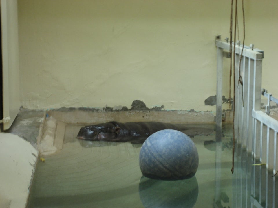 A hippo in a zoo enclosure, eyeing a beach ball.