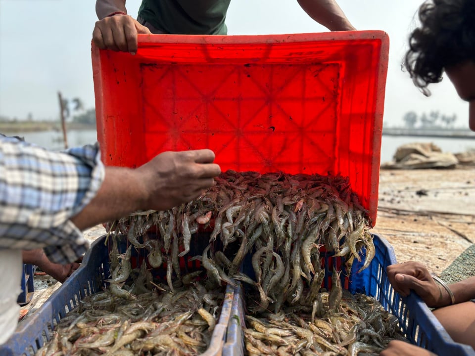 Harvested shrimp from the ponds are loaded from a red bucket onto blue buckets