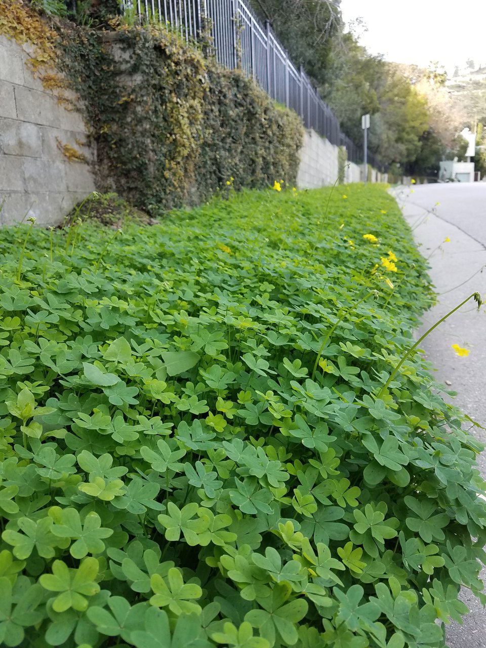 A bed of oxalis. Each plant is a small trifold of heart shaped leaves, with yellow flowers that look like buttercups.