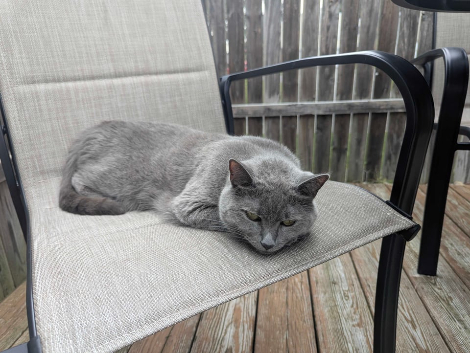 A grey cat lying on a patio chair with her back feet tucked in and her head on top of her front paws. She looks at the camera with very relaxed eyes.