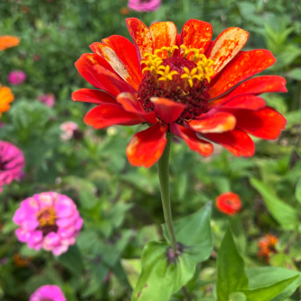 A red and yellow zinnia among purple zinnias.