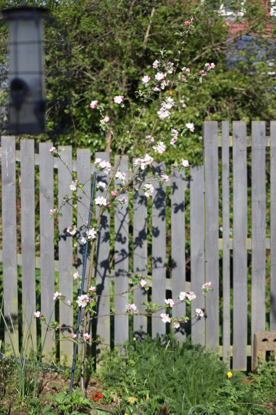 a small apple tree in full blossom against a grey fence. A clump of yarrow to the right, and the first yellow WElsh poppy.