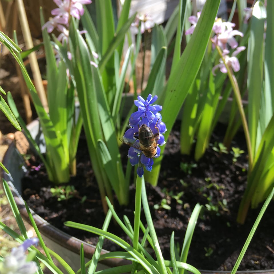 A bee eagerly sips precious nectar from a blue/purple muscari flower. There are soft pink chionodoxa flowers in the background. There's lots of apple green new bulb foliage and the sun is shining on it.