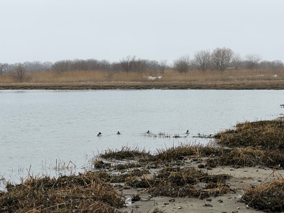 a photo of marine park, a marshy wetland with some ducks chilling by reeds