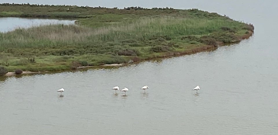 A few pale flamingos in a lagoon in the Po delta
