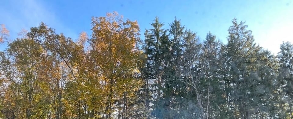 A brightly sunlit cluster of trees, yellow and orange deciduous ones on the left and evergreens on the right.