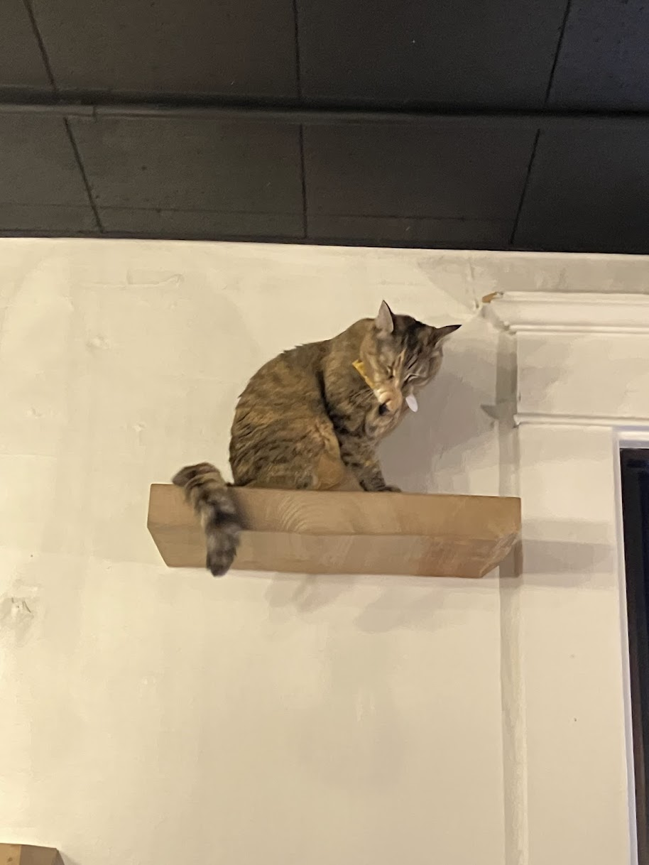 Tabby cat cleaning herself while on a cat step at the Neko Cat Cafe