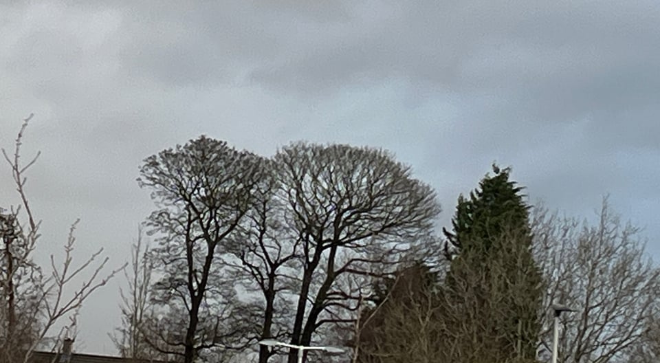 a line of winter trees showing bare branches against a cloudy sky