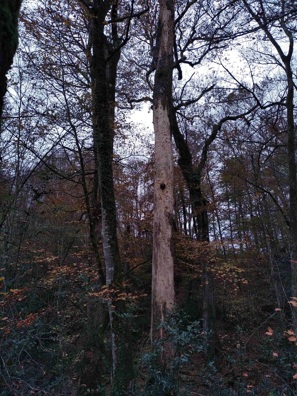 Les arbres morts, sur pied comme ici ou au sol, font partie de la richesse de la forêt et jouent un rôle important pour nourrir des oiseaux, des insectes et le sol.