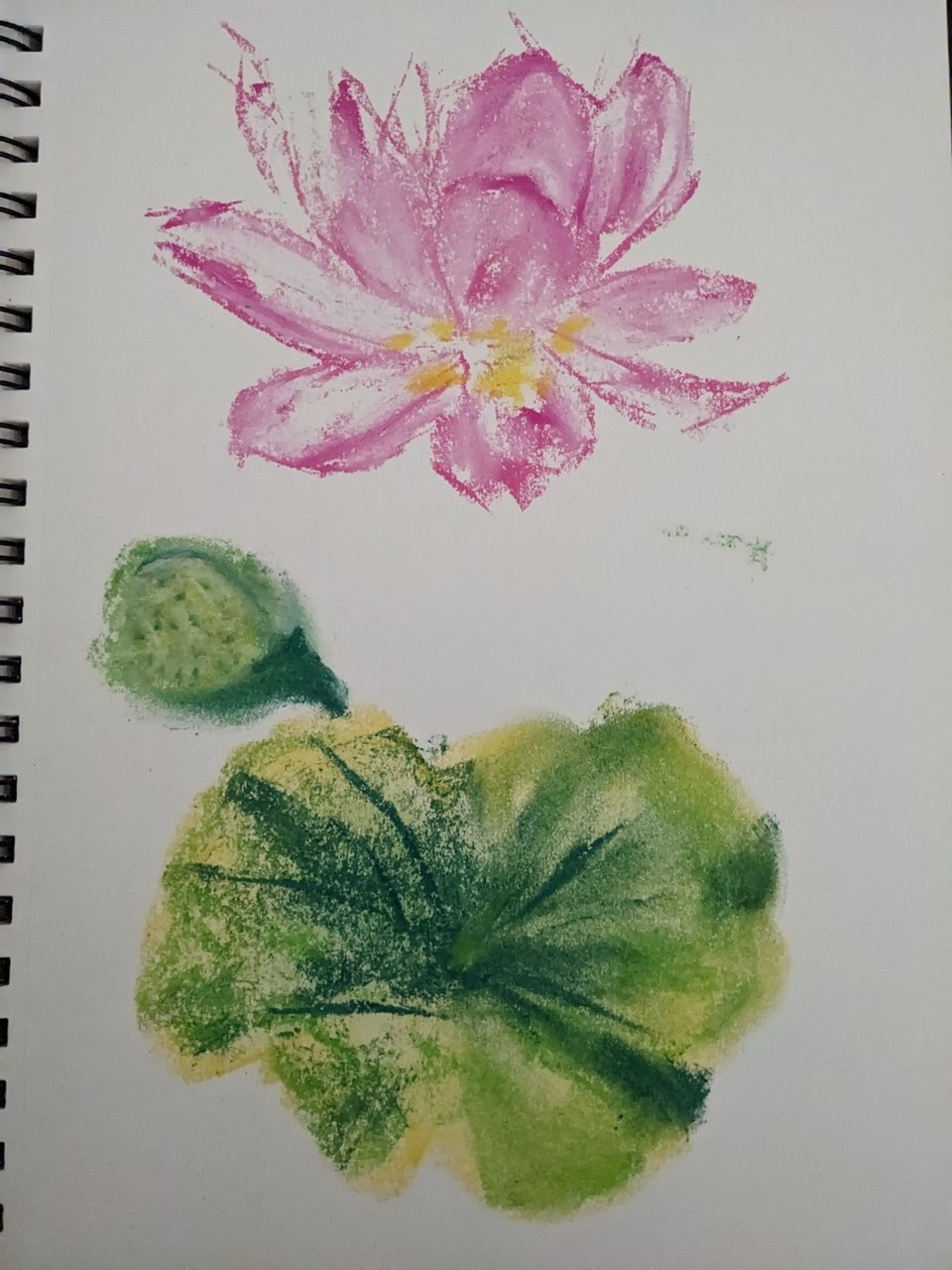 page in a notebook, with a loose rendering of a pink lotus flower, green seed pod, and green lotus leaf