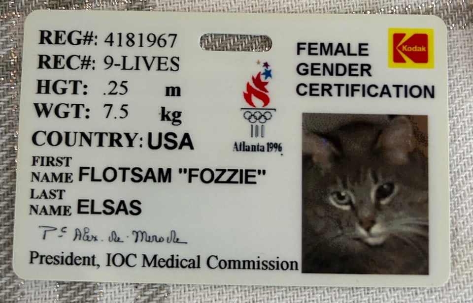 A badge that says "female gender certification" on the top right. Below that is a photograph of a cat. The badge is allegedly for "Flotsam "Fozzie"  Elses" a cat.