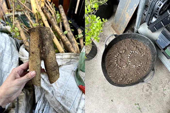 On the left hand side, a hand holds a piece of a forking branch. On the right hand side, a bucket of dirt with rocks that spell out CC.
