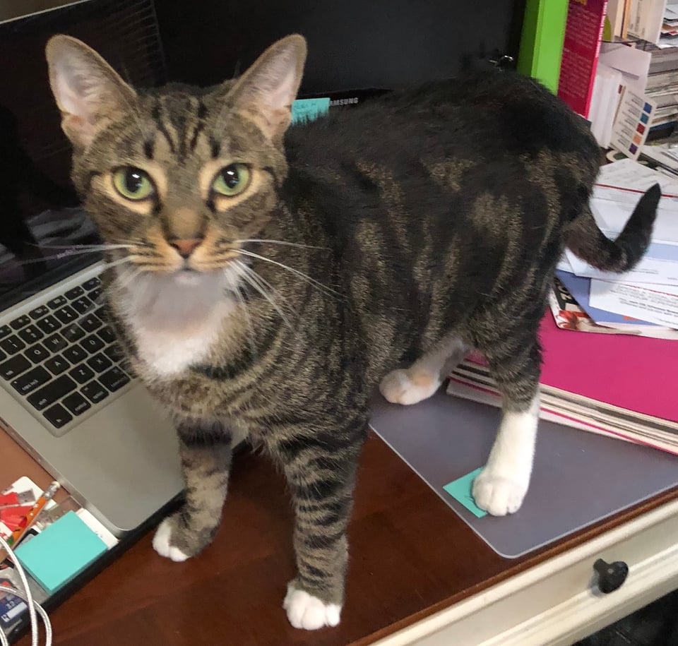 A brown and black tabby cat with a white chest and and white pays standing on a desk, blocking access to a laptop.