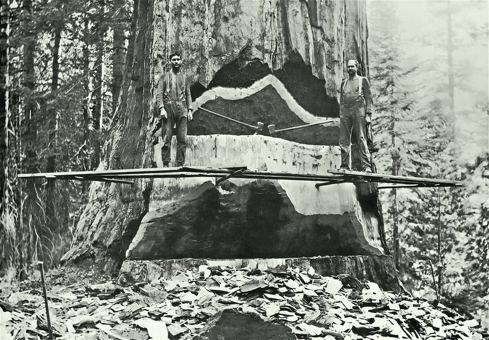 A black and white photo of two men standing on platform built at the base of a giant tree they were hacking with hand axes