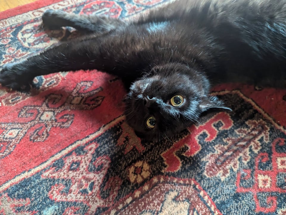 A black cat gazes soulfully from a Persian carpet