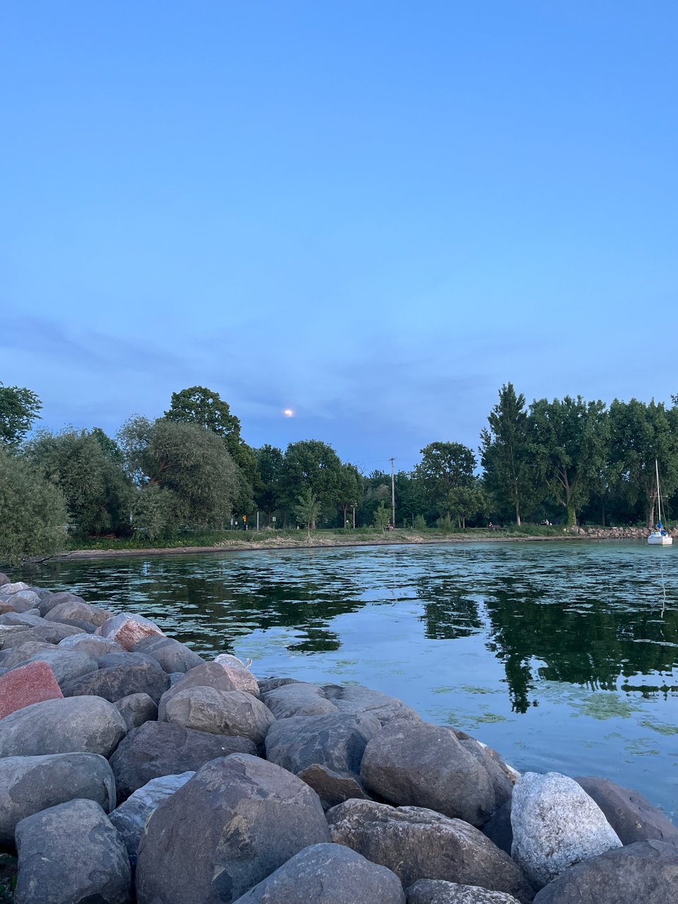 a small moon rising in blue sky above trees, weedy lake water, and rocks