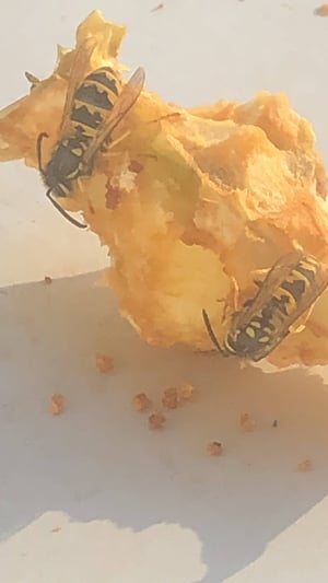 a human-gifted apple is the perfect sugar source for wasps