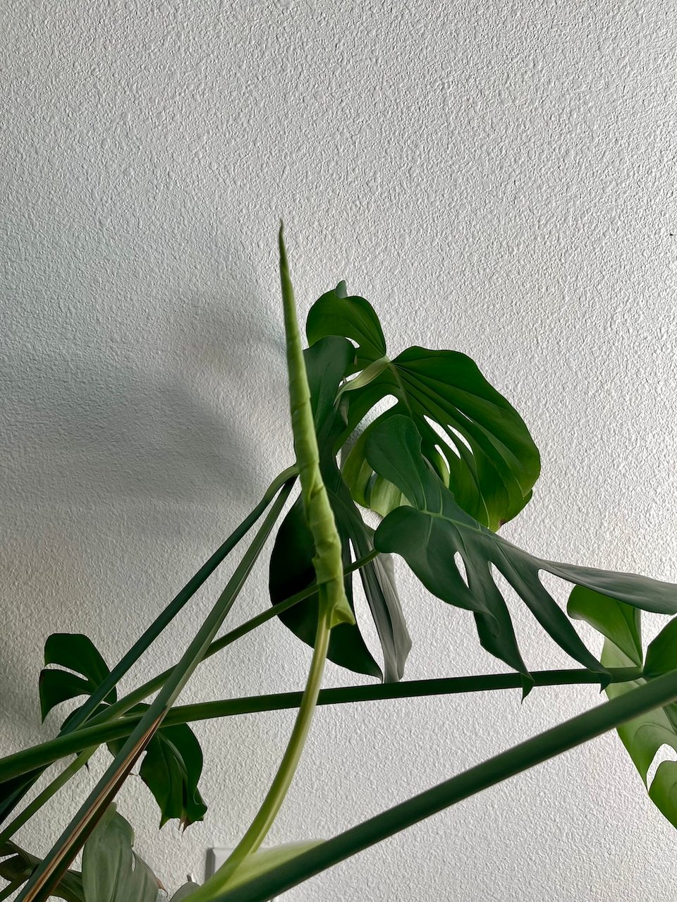 a monstera plant with a new leaf budding in front of a white wall