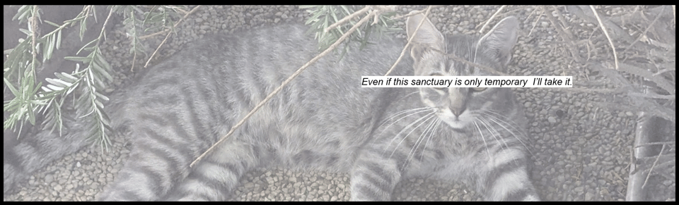 A grey tabby cat laying on the front porch. Text over its eyes read: "Even if this sanctuary is only temporary, I'll take it."