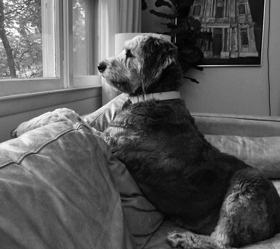 b/w photo of gray aussiedoodle on light leather sofa; she is sitting up, front paws over the back of the sofa, looking out the window behind it, alert