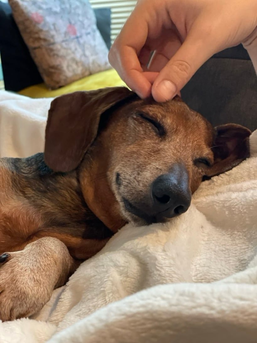A red mini-dachshund with a lot of silver in his muzzle leans happily on a blanketed knee. Fingers scratch his head gently; his eyes are closed and his doggy mouth has a little doggy smile.