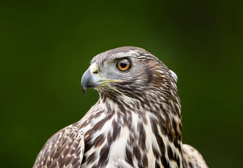 Wildlife Drawing with River Valley Raptors • Buttondown