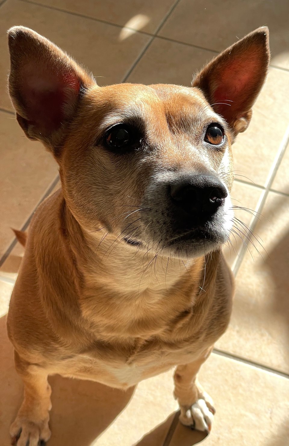 Kizu, a short-haired fawn-colored dog with a white-flecked muzzle, one pointed ear and one half-flopped ear and dark brown eyes is sitting on a beige tile floor in a sunbeam. The angle foreshortens her legs so she looks like a corgi mix.