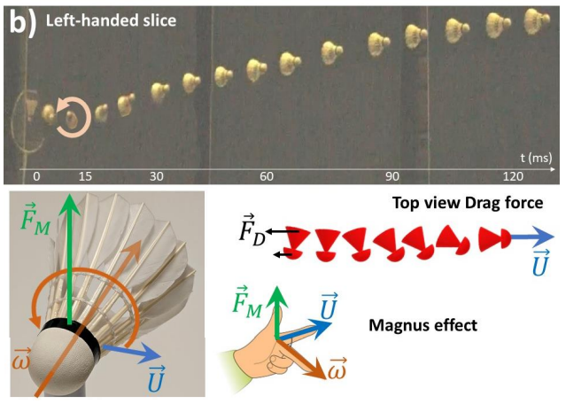 A graphic showing the left-handed slice of the shuttlecock. On the top is it time lapse series of photos of the shuttlecock being hit and reversing its spin. Below is an illustration of the shuttlecock showing lines of force affecting it, and in the bottom right corner is another graphic showing the “Magnus effect” on the shuttlecock