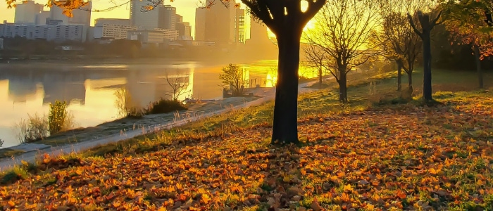 a city park with trees and a river at sunset in autumn, with leaves on the ground