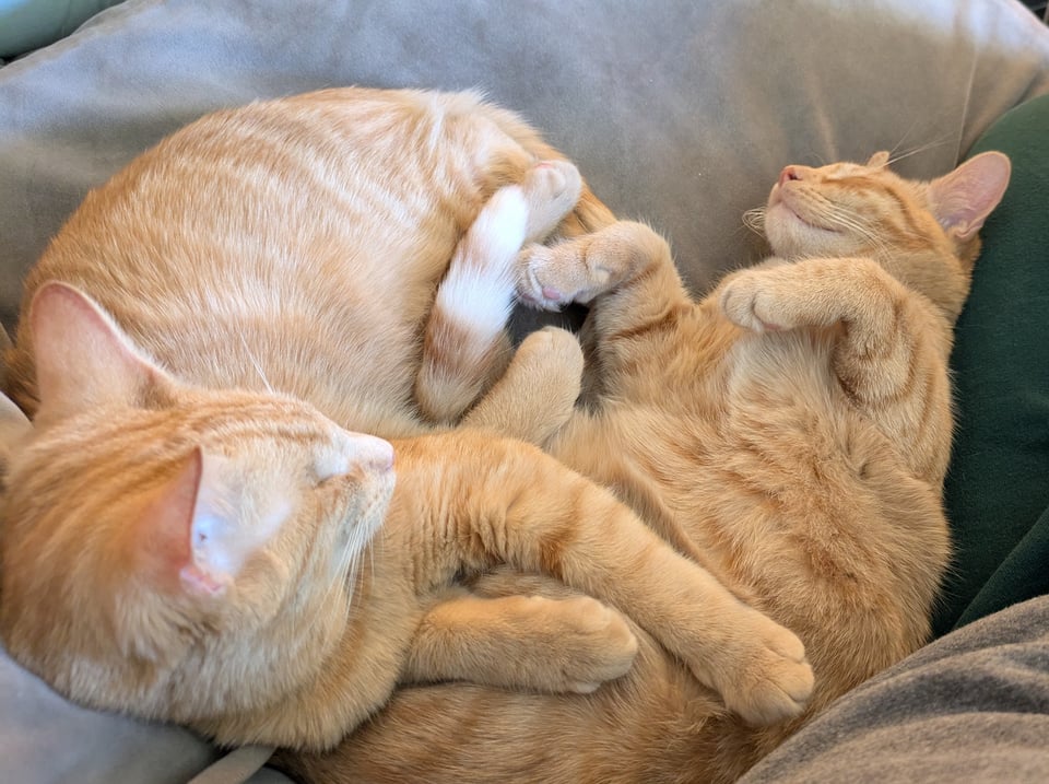 Two orange cats cuddling