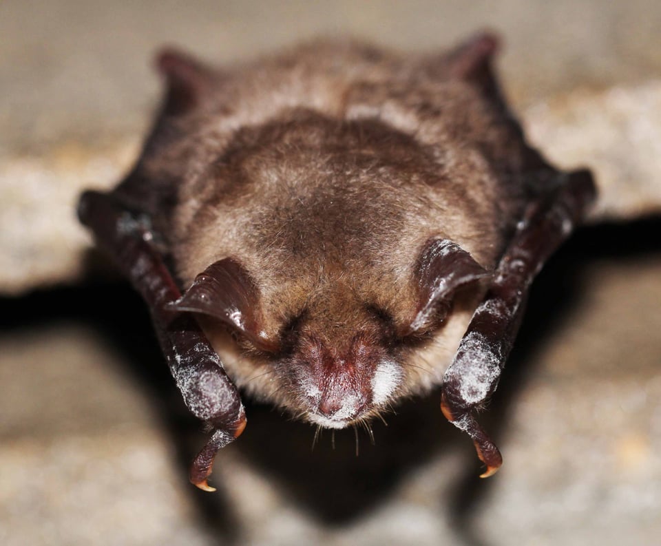 Bat with white fuzz on its nose, caused by white nose disease