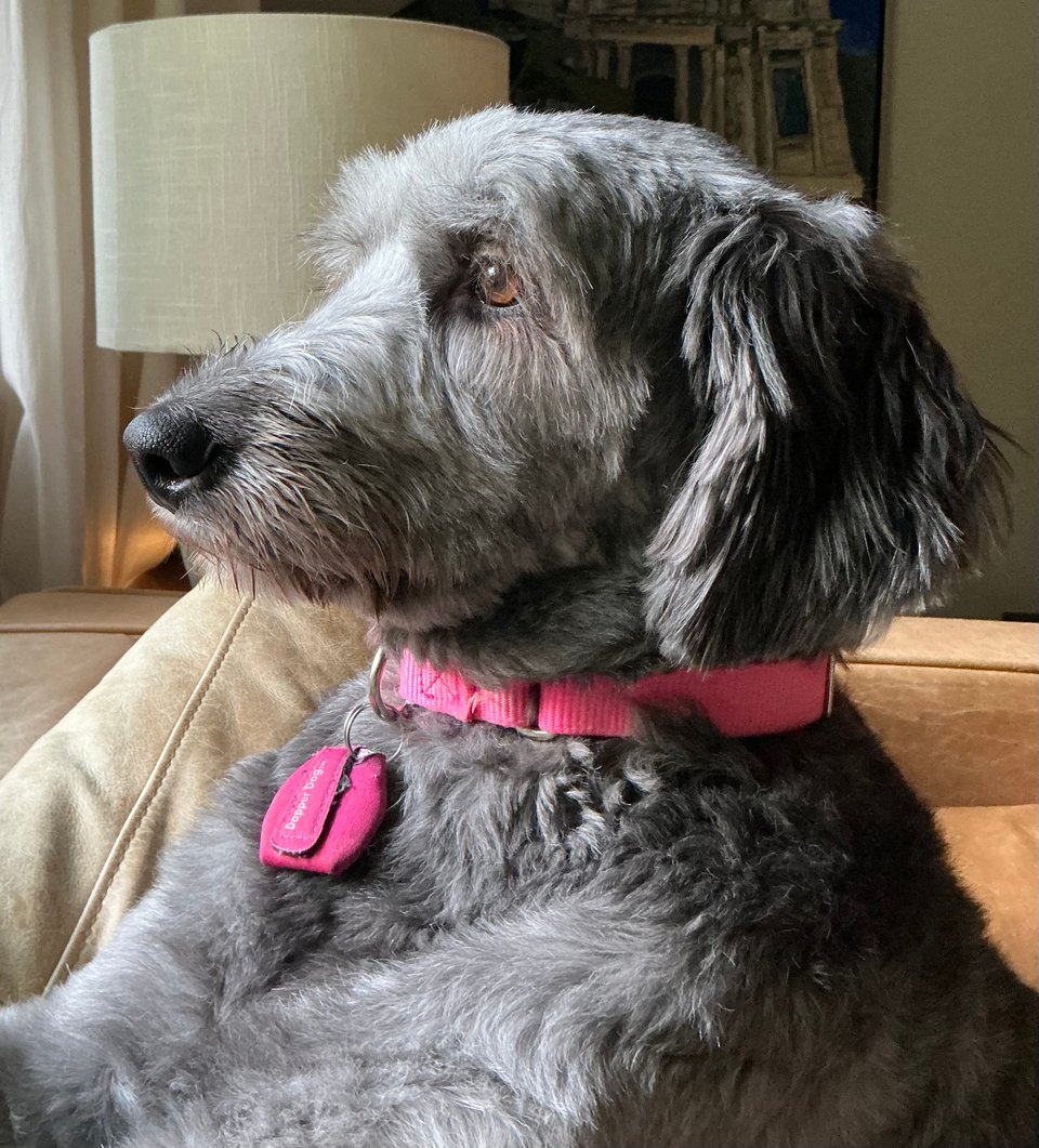 photo of gray aussiedoodle in profile sitting up on a light-brown leather sofa and looking out a window
