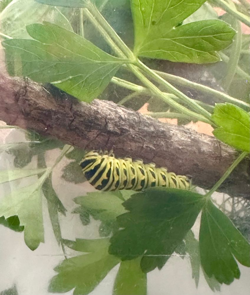 a plump black swallowtail caterpillar clinging to a small stick surrounded by parsley leaves
