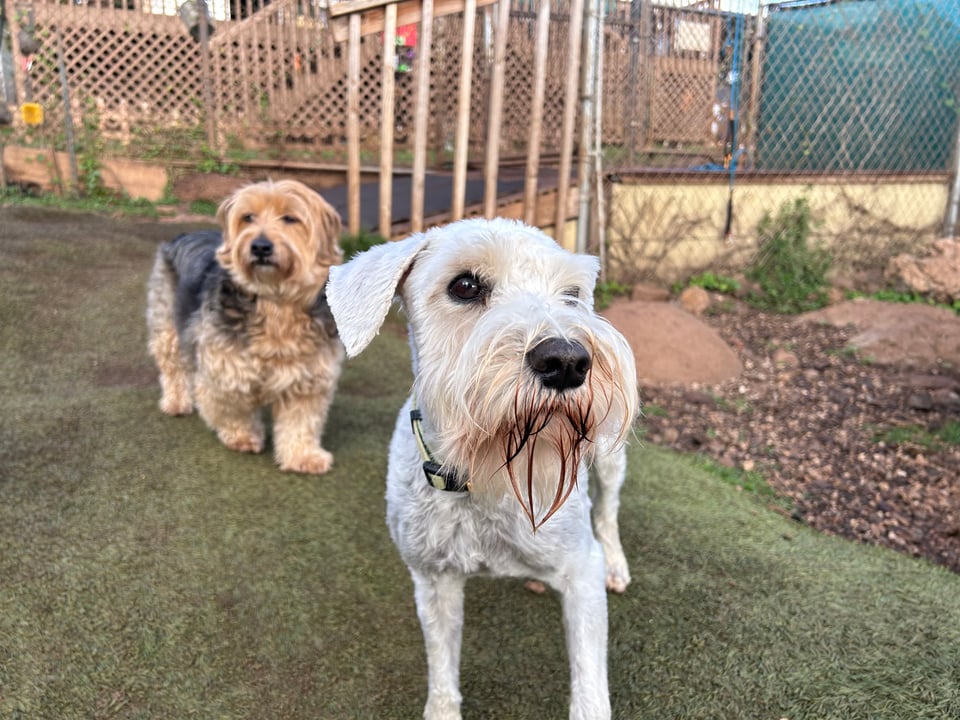 Finn, a white schnauzer, looks off camera, longingly, at someone he is probably wishing would pet him. Behind him stands a biege and brown small dog of unknown breed, with a pleasant expression.