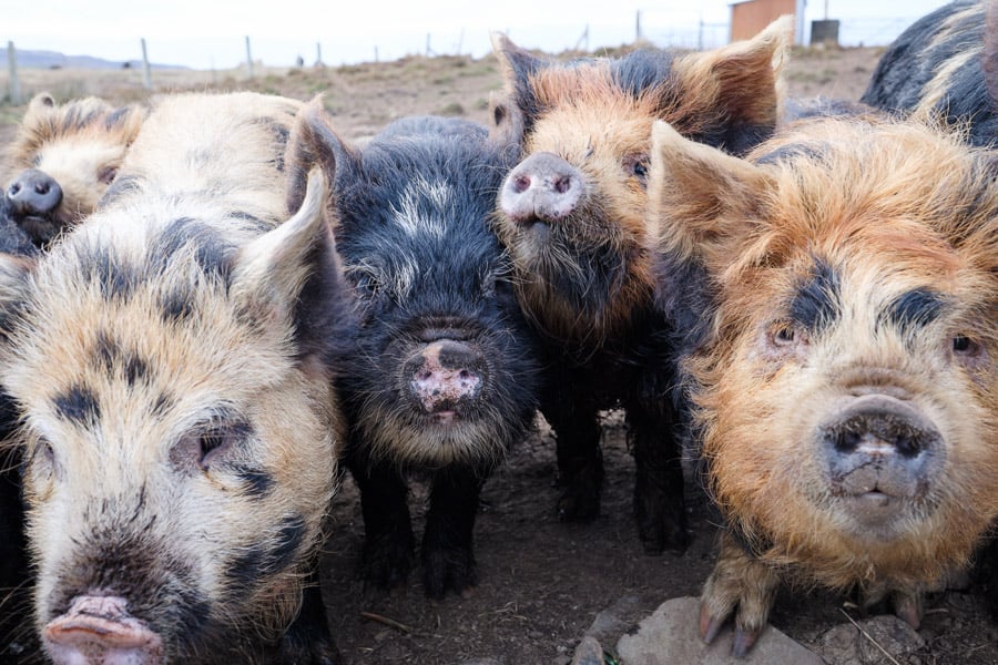 07 - Pigs crowd to say hello.jpg