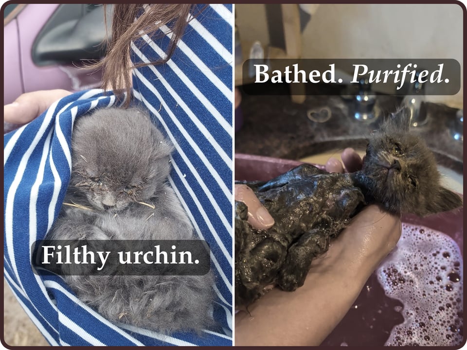 Two photos side by side. First of a fluffy grey kitten with super crusty eyes being held in a blue striped shirt. Second, the same gray kitten mid-bath, looking like he's about to fall asleep.