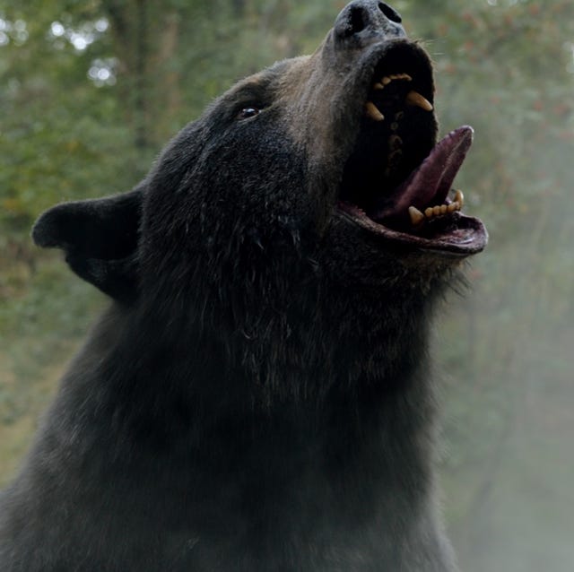 A grizzly bear